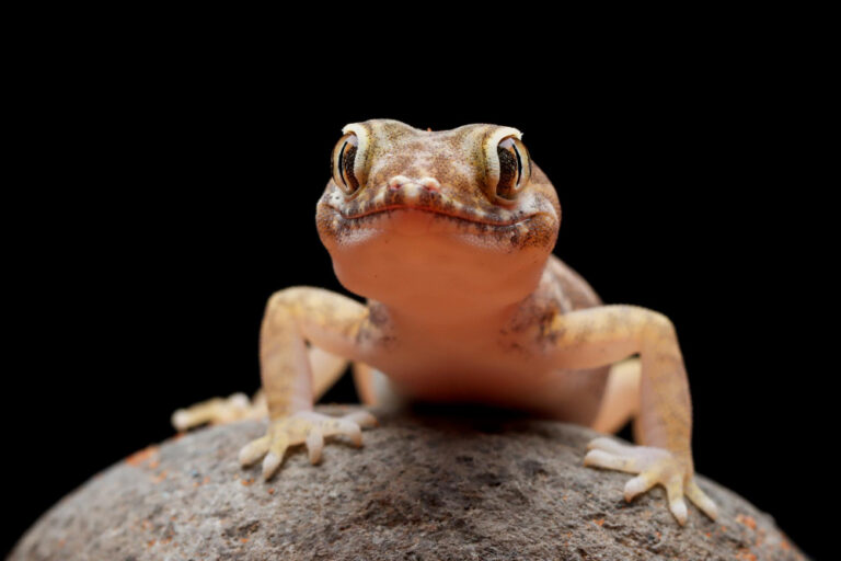 Riconoscere Gli Escrementi Di Geco Dalla Cacca Di Topo