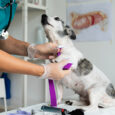 castrazione chimica cane