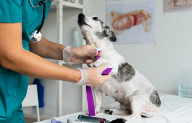 castrazione chimica cane