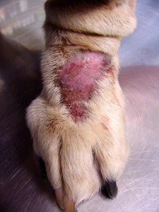 dermatite canina