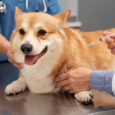 vaccino antirabbica cane