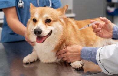 vaccino antirabbica cane
