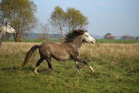 cavallo purosangue arabo