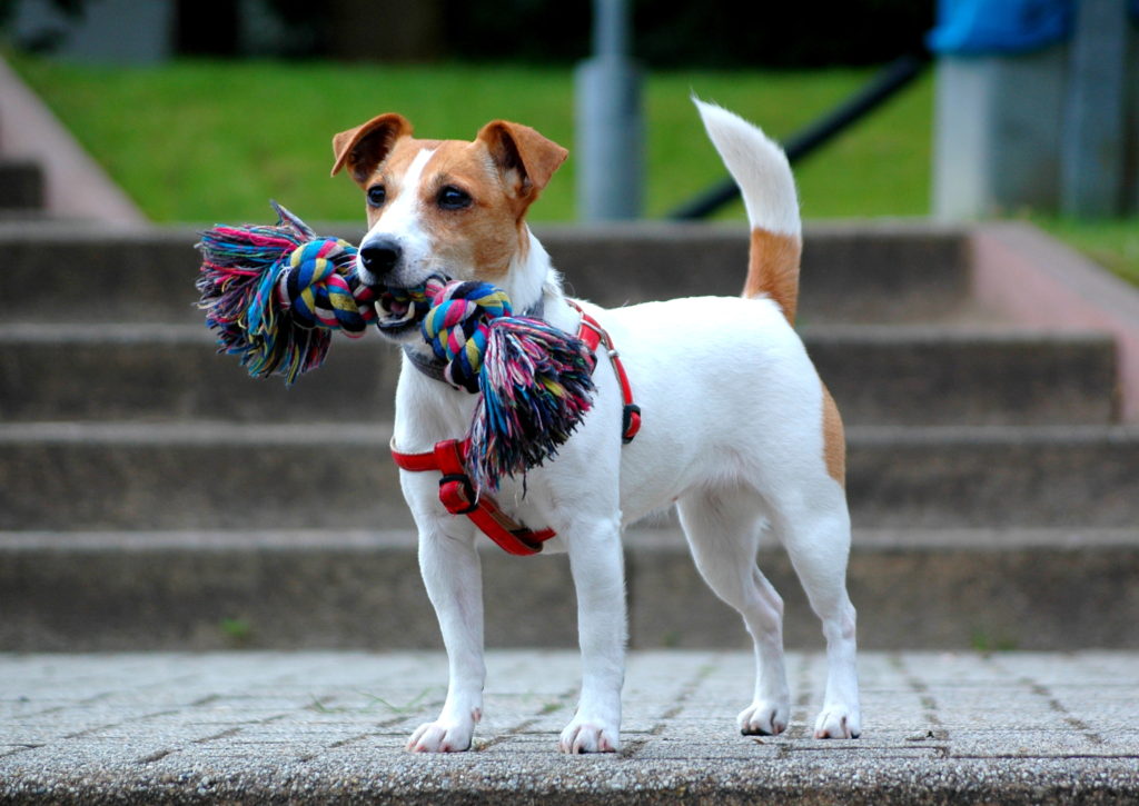 pettorina per cani