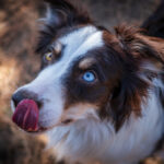 border collie