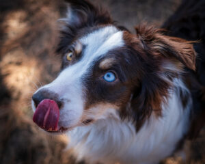 border collie
