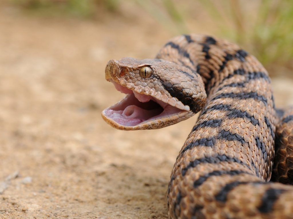 morso vipera cane