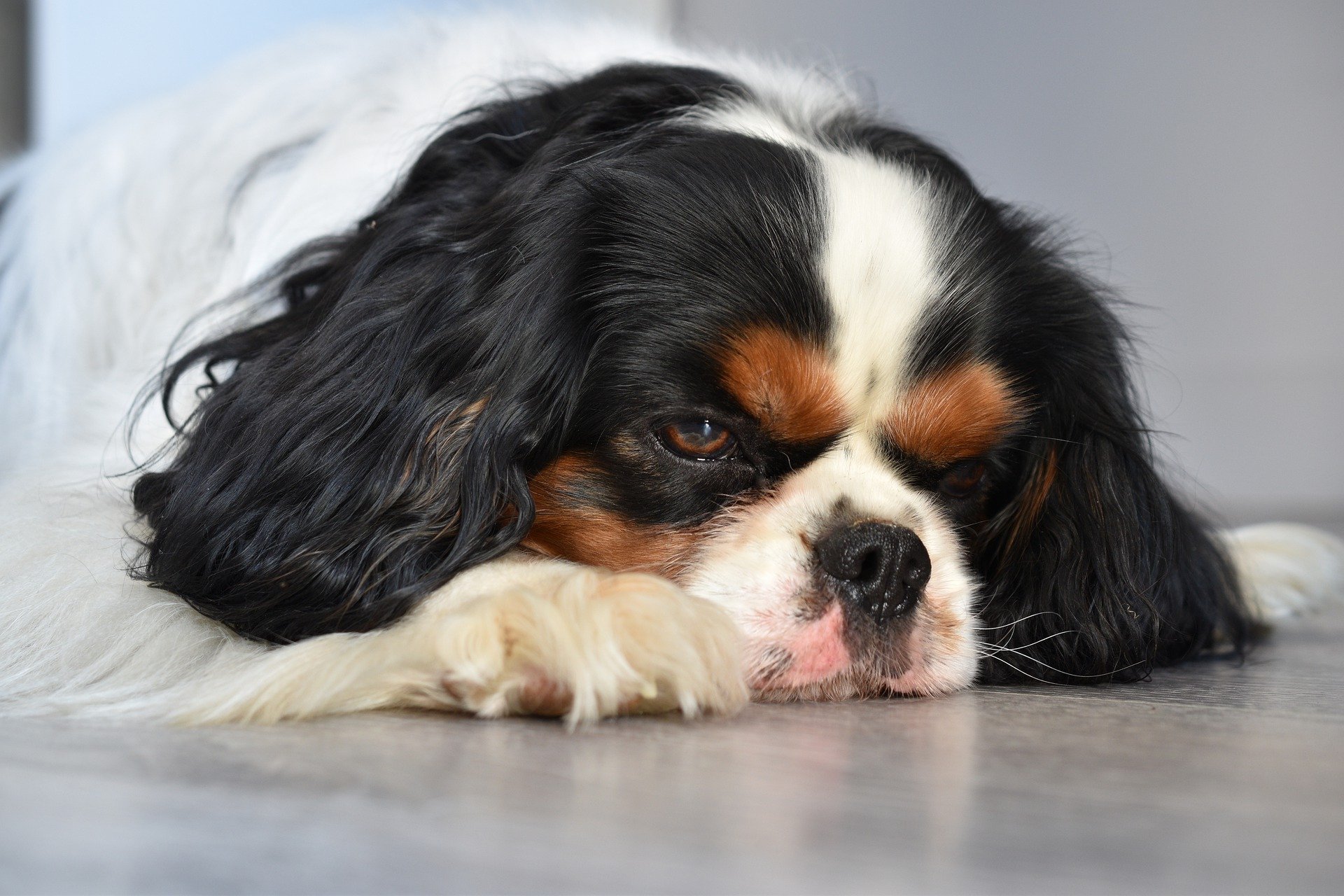 2 Le cose da sapere sui parassiti del cane e come combatterli (1)