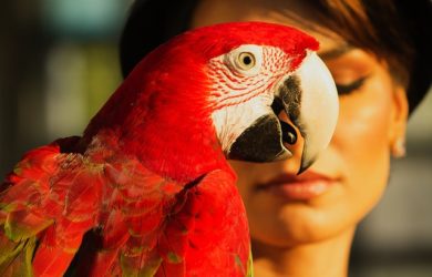 Uccelli domestici affettuosi: le razze più socievoli con l'umano