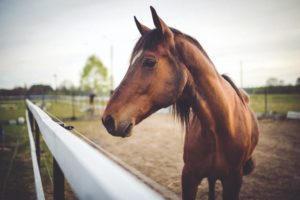 come riconoscere un cavallo di razza