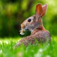 Quale frutta possono mangiare i conigli