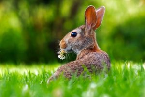 Quale frutta possono mangiare i conigli