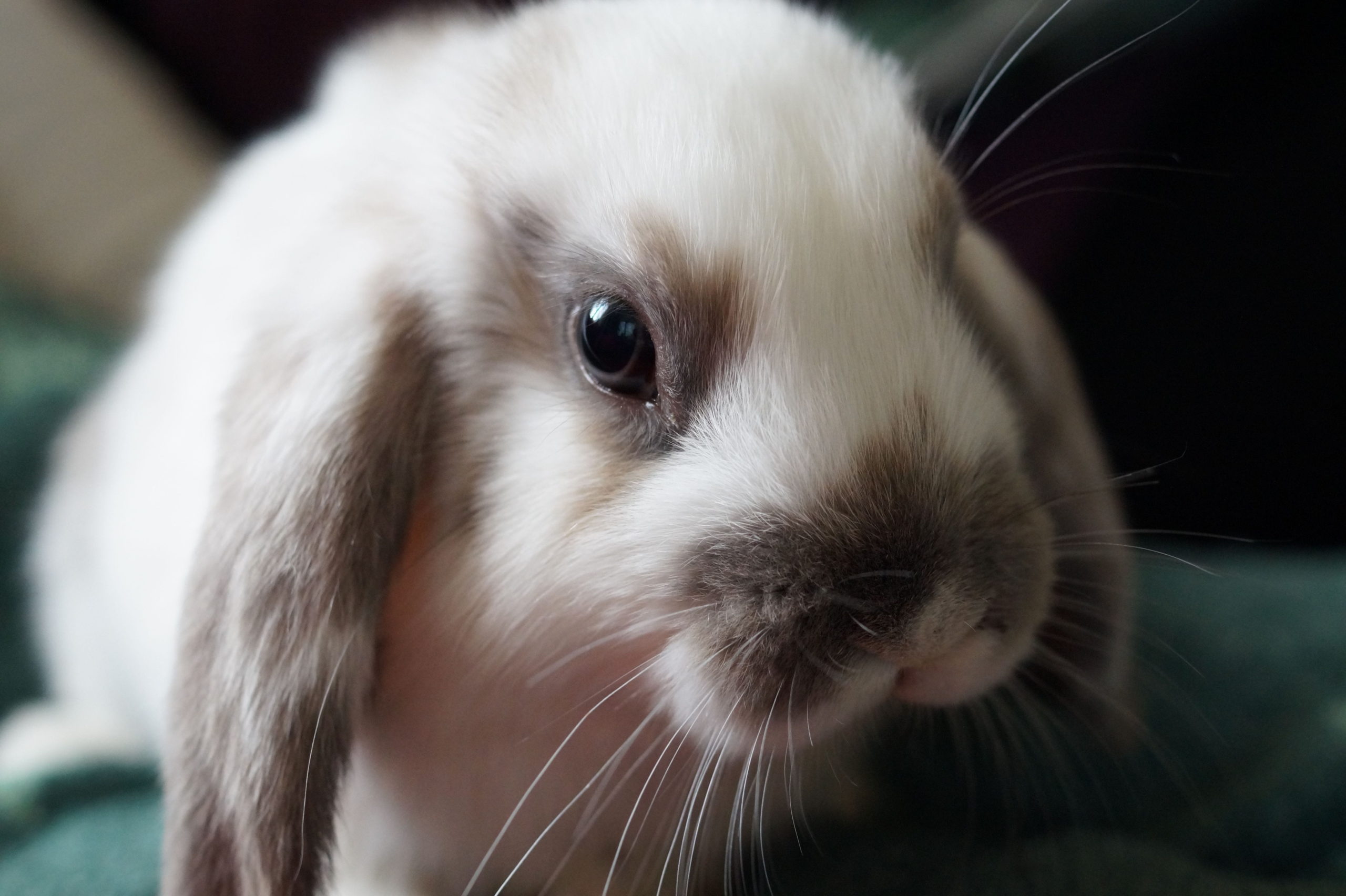 Coniglio ariete nano: caratteristiche, consigli di cura e
