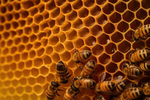 primo-piano-a-nido-d-ape-con-api-e-miele-ai-generativo