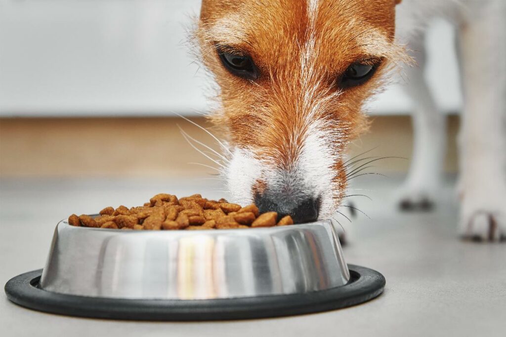 Crocchette per cani_tutti i vantaggi del cibo secco