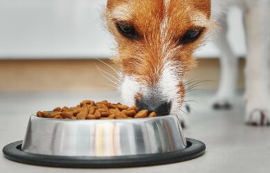 Crocchette per cani_tutti i vantaggi del cibo secco