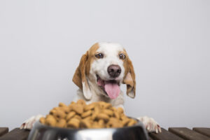 cane non mangia crocchette