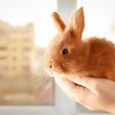 come addestrare un coniglio nano
