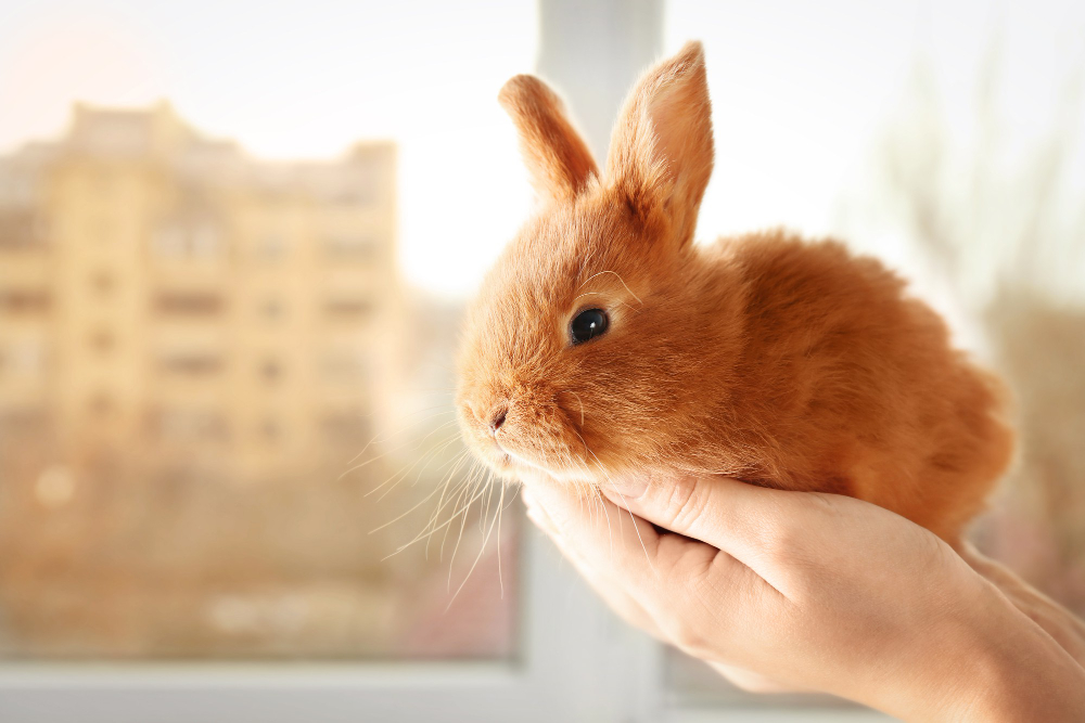 come addestrare un coniglio nano