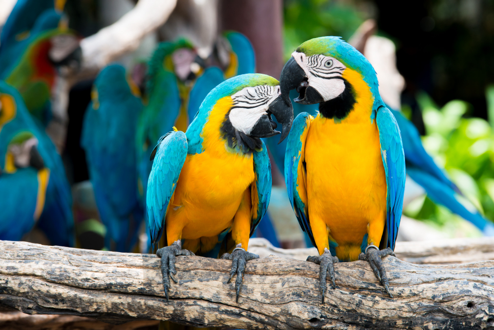 pappagalli che non parlano