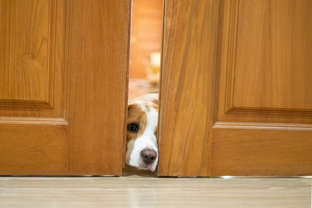 cane gratta la porta