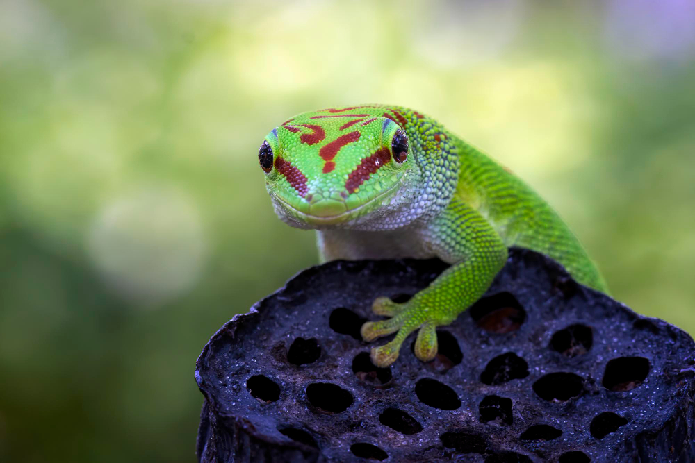 gecko domestico