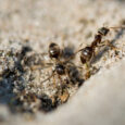cosa mangiano le formiche