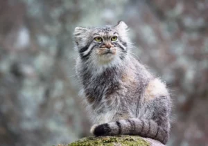 gatto di pallas