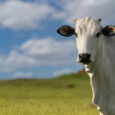 le mucche hanno le corna