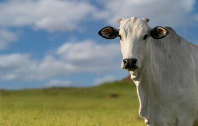 le mucche hanno le corna