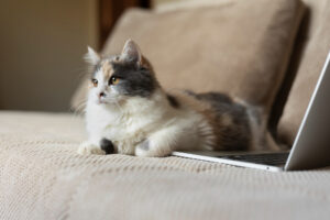 gatto nano