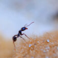 la formica è un insetto