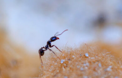 la formica è un insetto