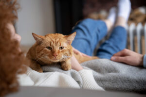 raffreddore gatto
