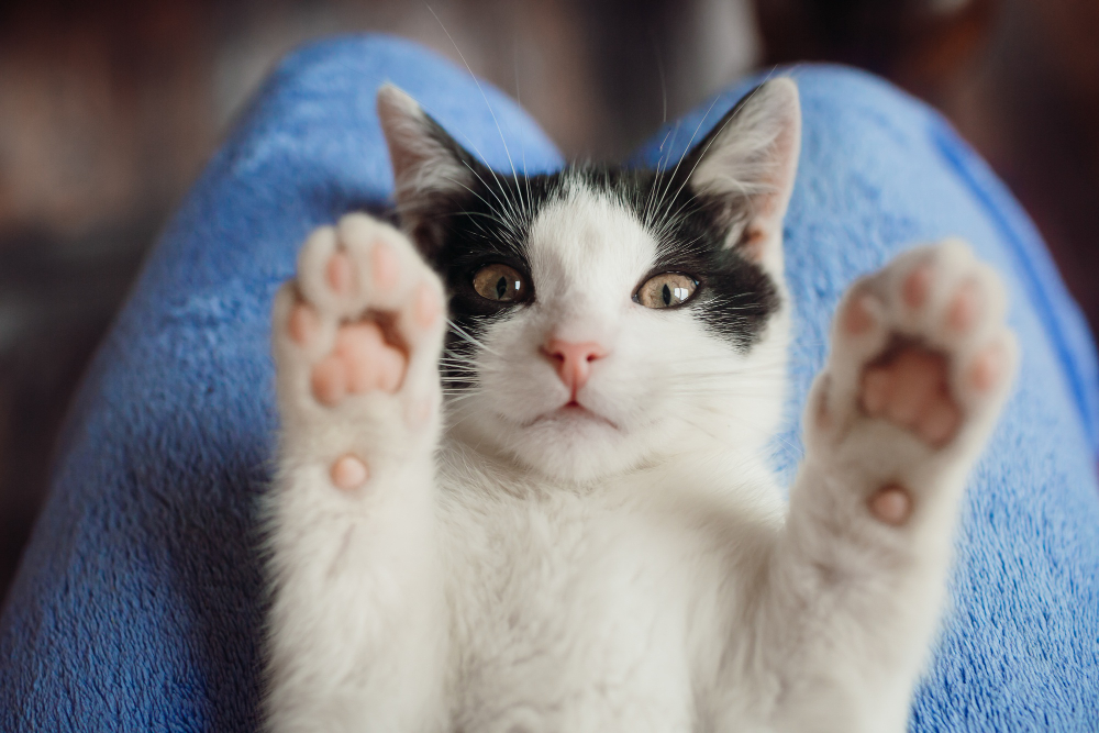 quante dita hanno i gatti