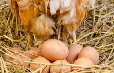 galline mangiano le uova