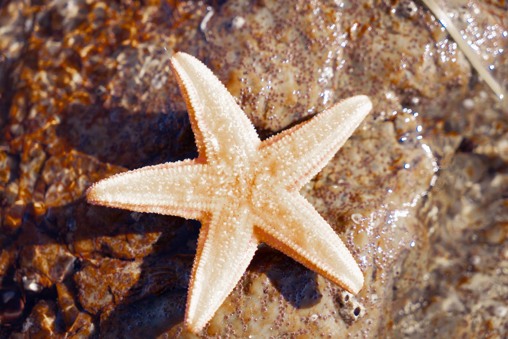 riproduzione stella marina