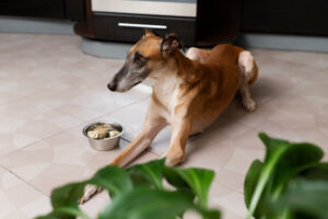 zucchine al cane