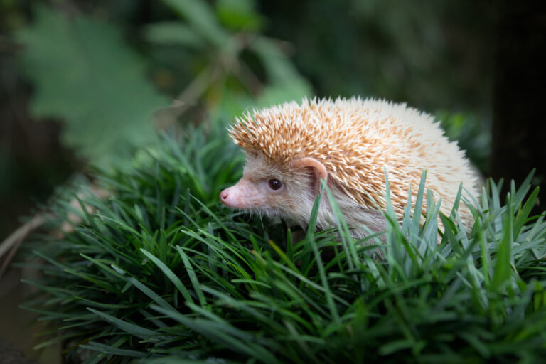 Cacca Riccio Cacca di gechi: come riconoscerla e cosa fare