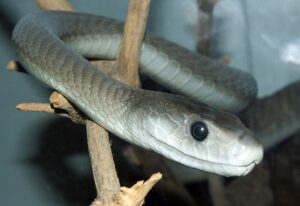 mamba nero