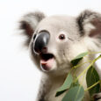 koala bianco