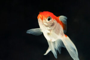 pesce rosso cometa