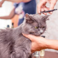 tosare il pelo del gatto