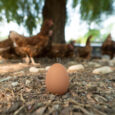 galline fanno uova senza gallo