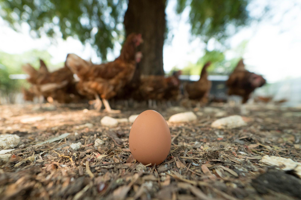 galline fanno uova senza gallo
