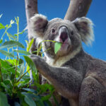 cosa mangia il koala