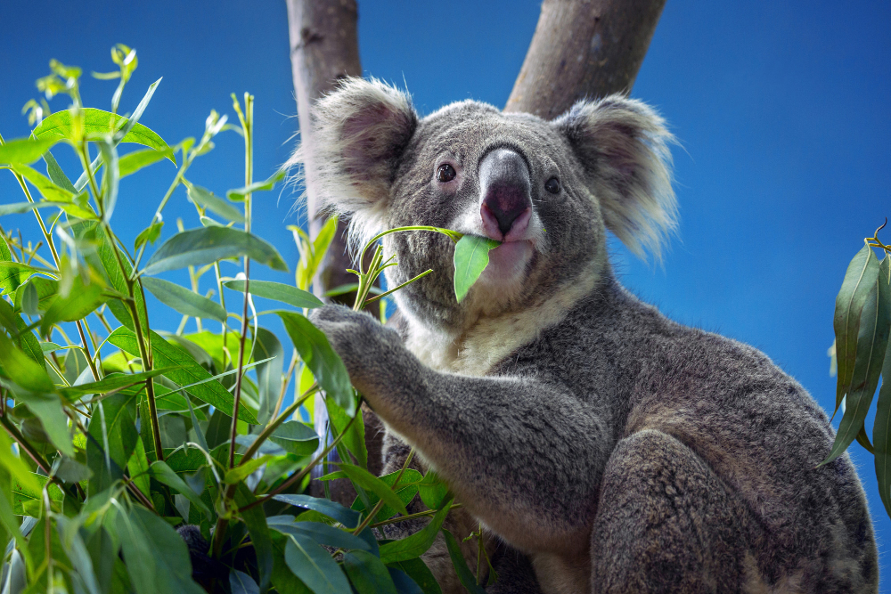 cosa mangia il koala