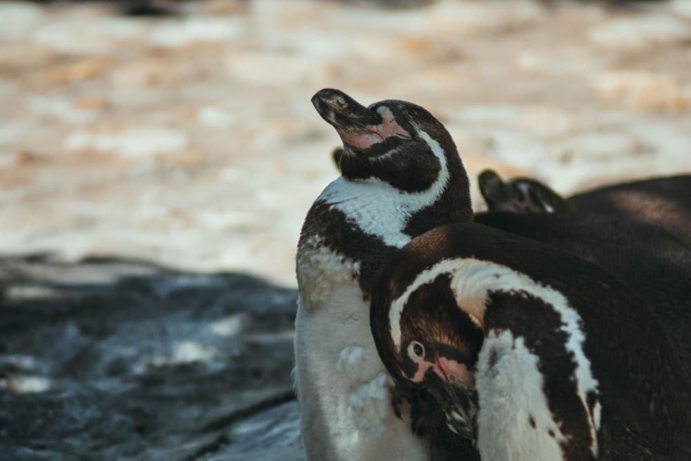 i pinguini hanno le ginocchia