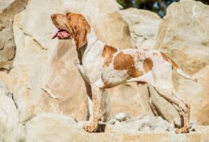 bracco italiano