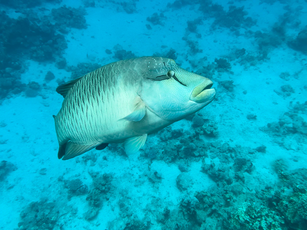 pesce napoleone